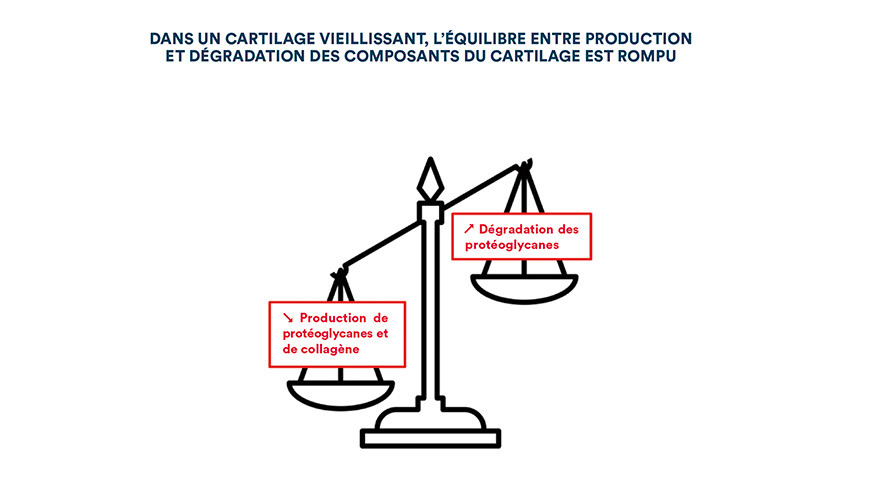 Dans un cartilage vieillissant, l'équilibre entre production et dégration des composants du cartilage est rompu