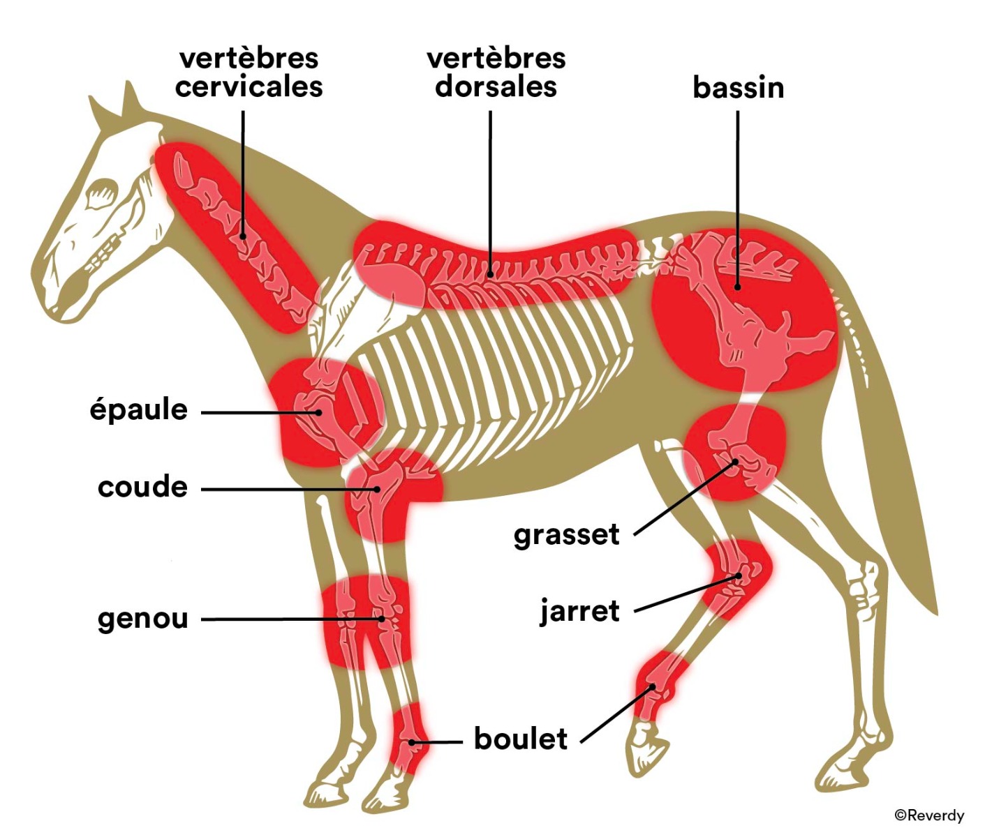 L'arthrose chez le cheval : symptômes, causes et traitements - Reverdy