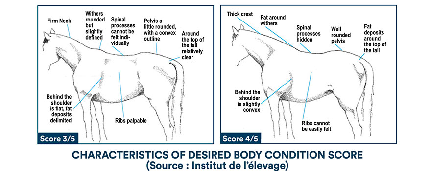 Characteristics of desired body condition score (Source : Institut de l'élevage)