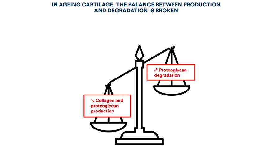 In ageing cartilage, the balance between production and degradation is broken
