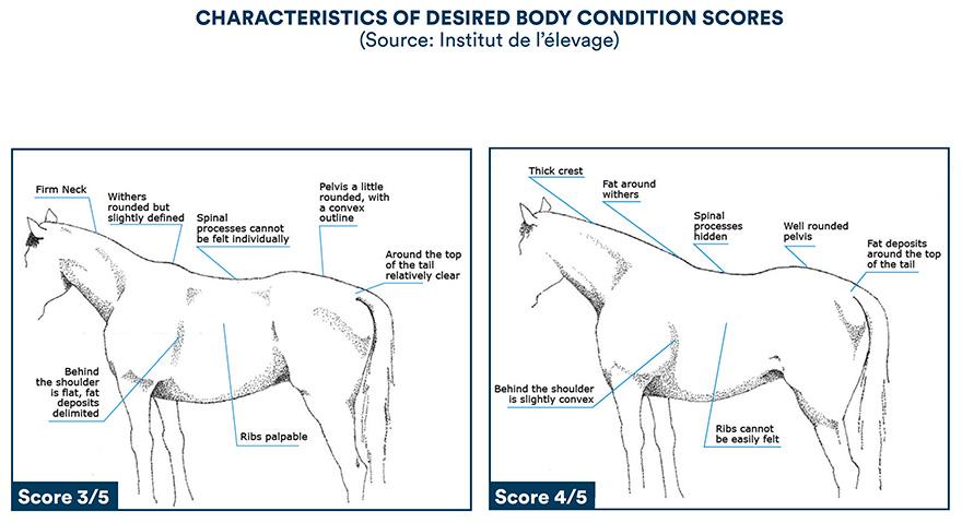 Characteristics of desired body condition scores