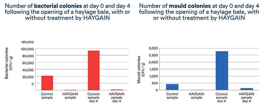 Number of bacterial colonies and mould colonies with or without treatment by HAYGAIN at day 0 and day 4