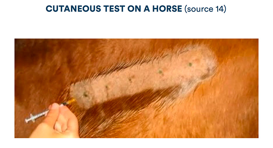 Test cutané sur un cheval