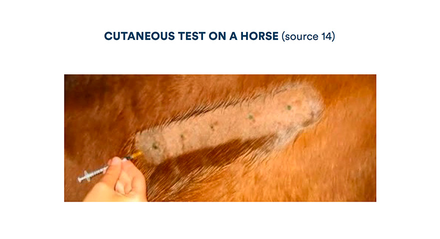 Cutaneous test on a horse