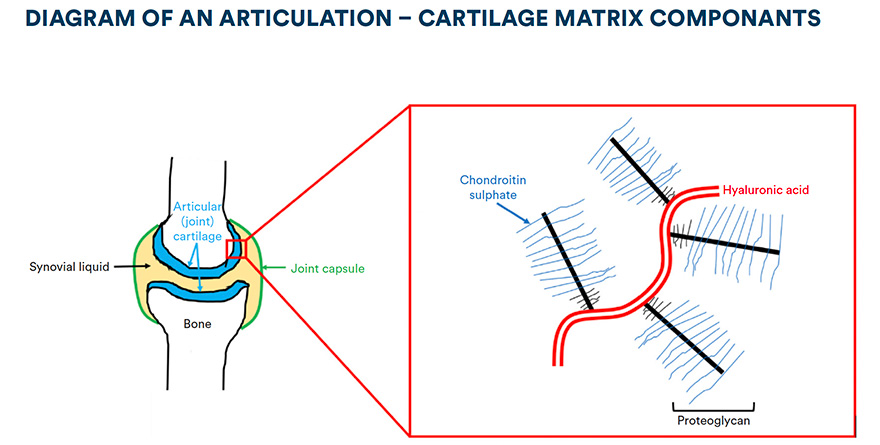 Diagram of an articulation - cartilage matrix componants
