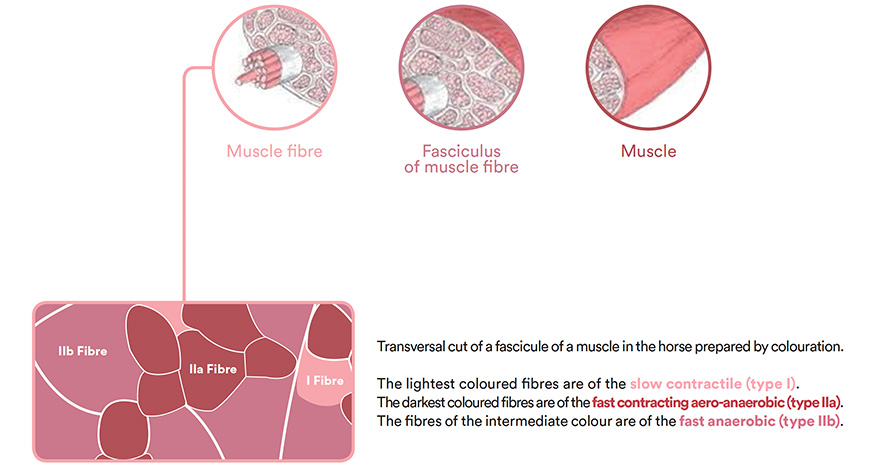 Transversale cut of a fascicule of a muscle in the horse prepared by colouration.