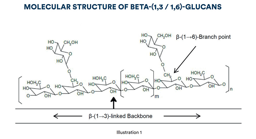 Molecular structure of beta-(1,3 / 1,6)-glucans