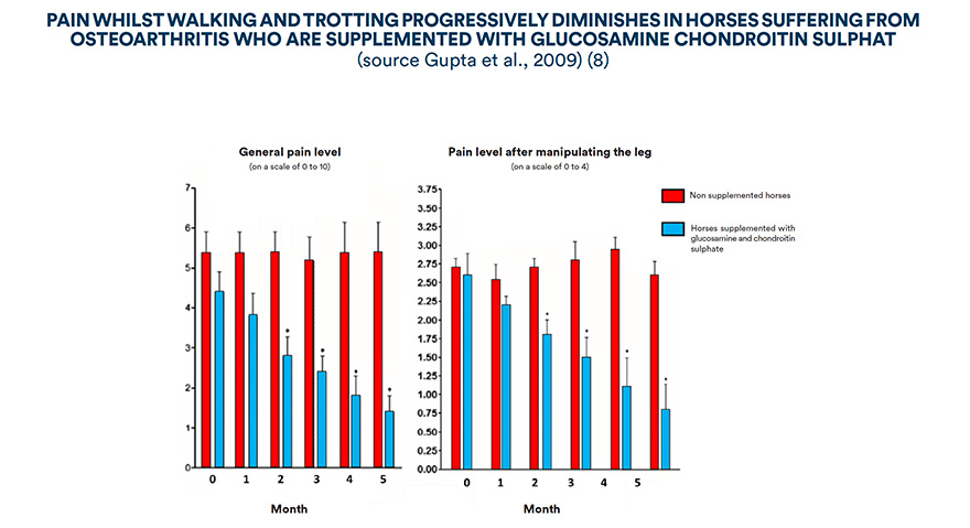 Pain whilst walking and trotting progressively diminishes in horses suffering from osteoarthritis who are supplemented with glucosamine chondroitin sulphate