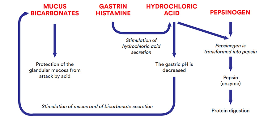 pH of the gastric contents