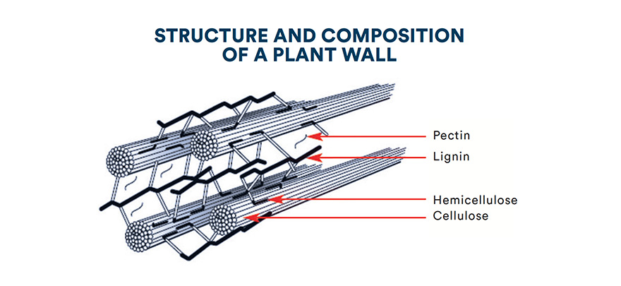 Structure and composition of a plant wall