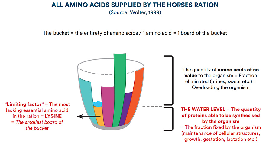 All amino-acids requirements