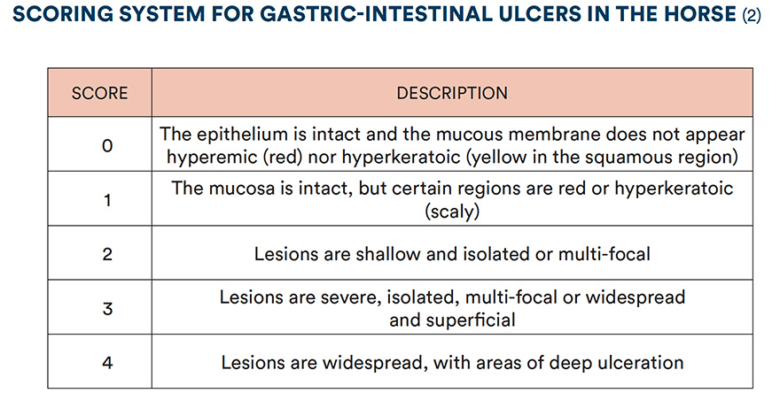 Scoring system for gastric-intestinal ulcers in the horse