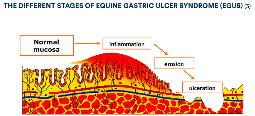 The different stages of equine gastric ulcer syndrome (EGUS)