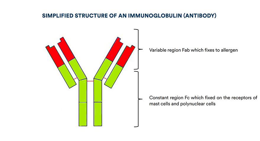 Simplified structure of an immunoglobulin (antibody)