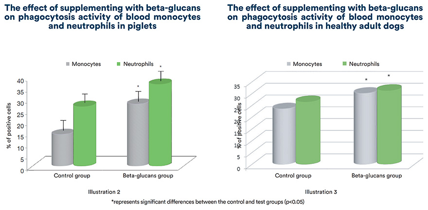 The effect of supplementing with beta-glucans on phagocytosis activity of blood monocytes and neutrophils in piglets and adult dogs