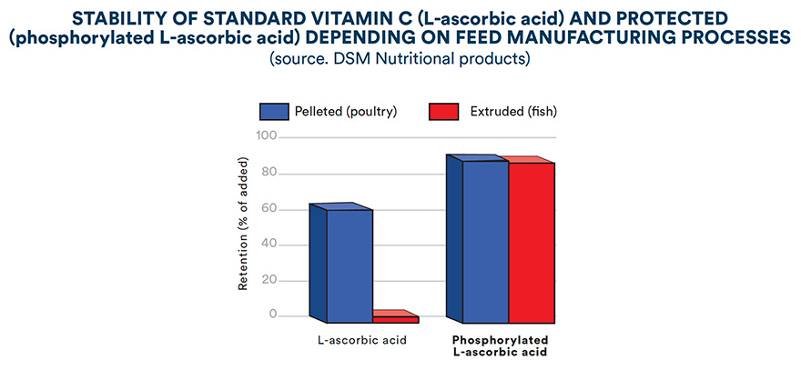 Stability of standard vitamin C (L-ascorbic acid) and protected (phosporylated L-ascorbic acid) depending on feed manufacturing processes