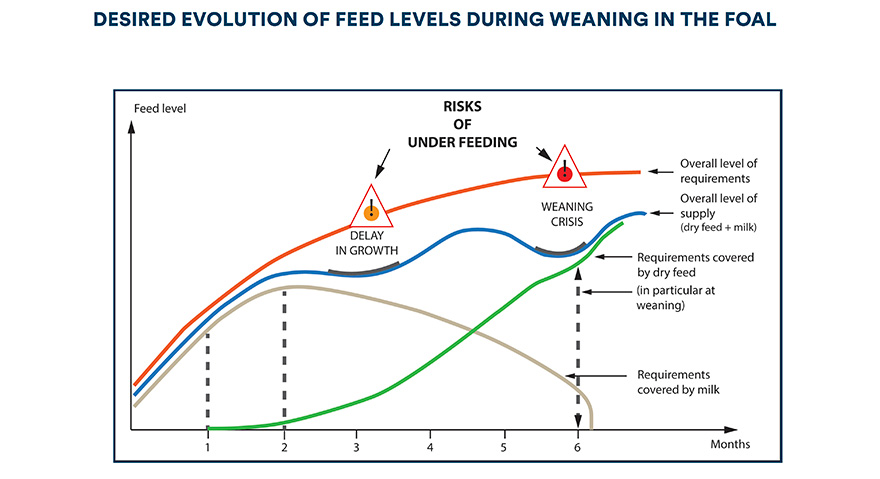 Desired evolution of feed levels during weaning in the foal