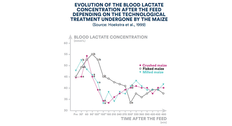 Evolution of the blood lactate concentration after the feed depending on the technological treatment undergone by the maize