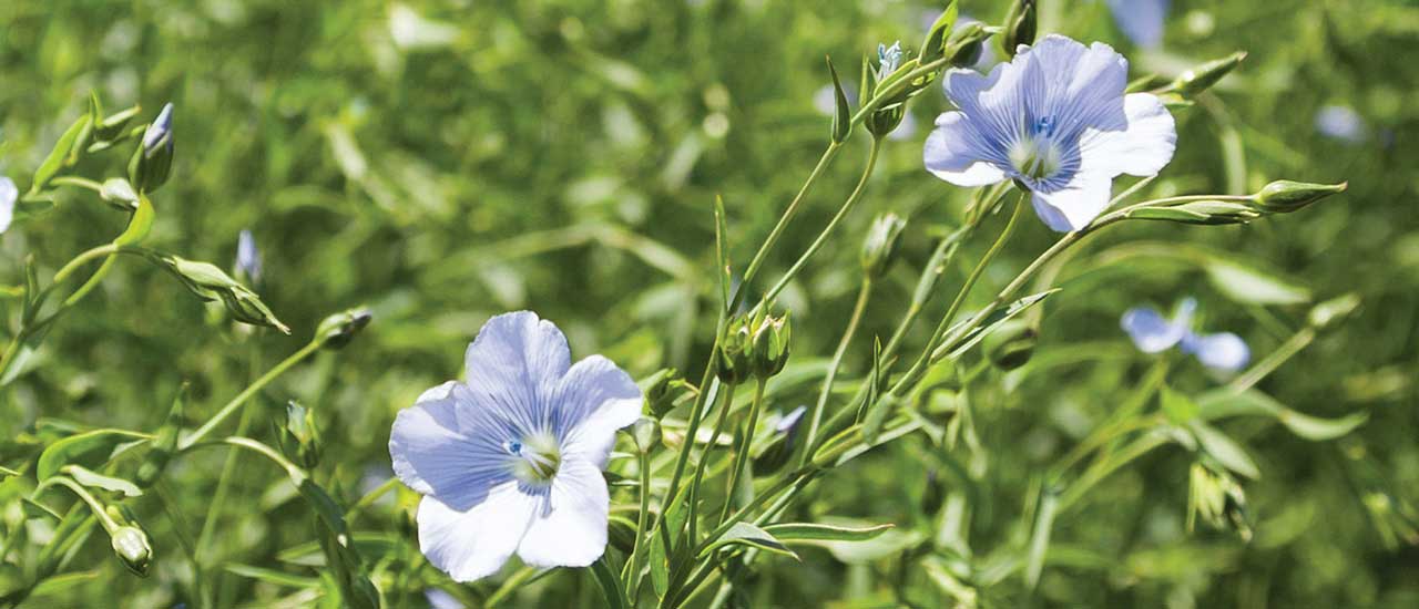 Field of flax