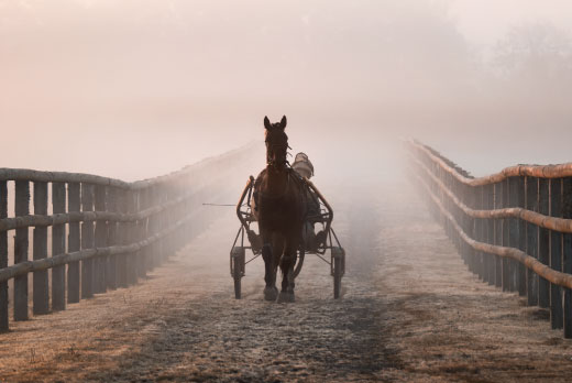 Cheval de course