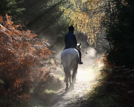 Cheval de loisir