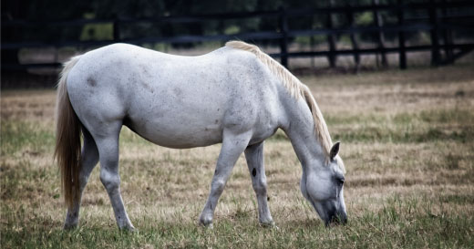 Cheval sénior