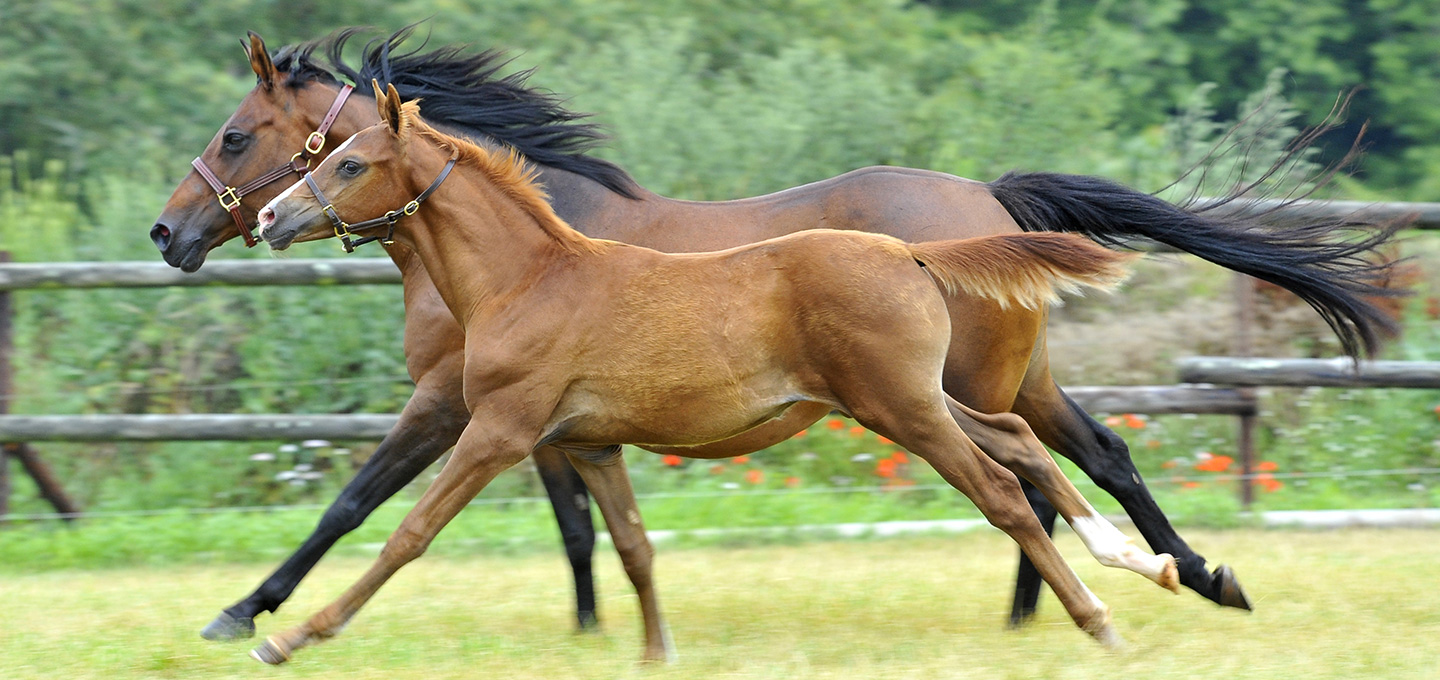 Drivers mares vs Drivers mares vs