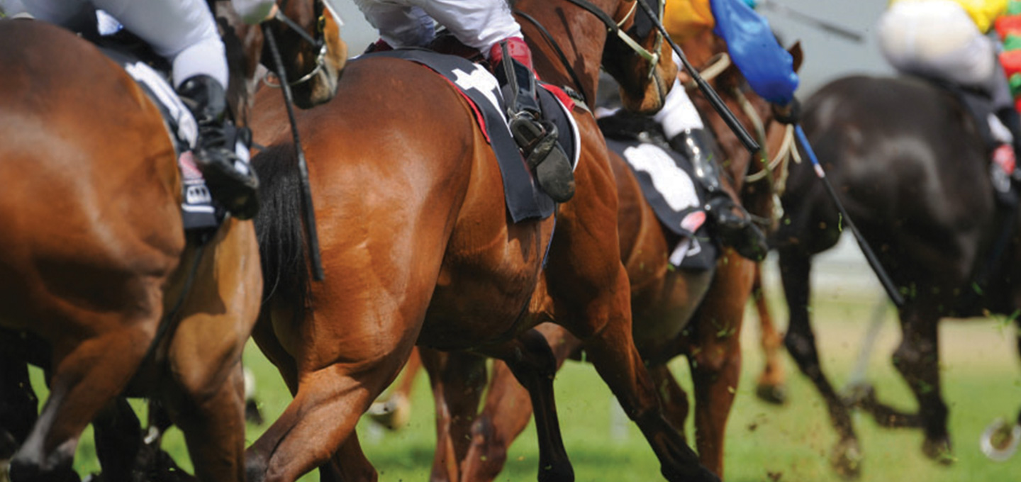 chevaux trotteurs réformés à vendre