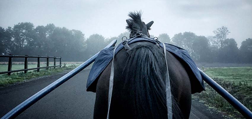 Immunité, Bêta-glucanes et performance