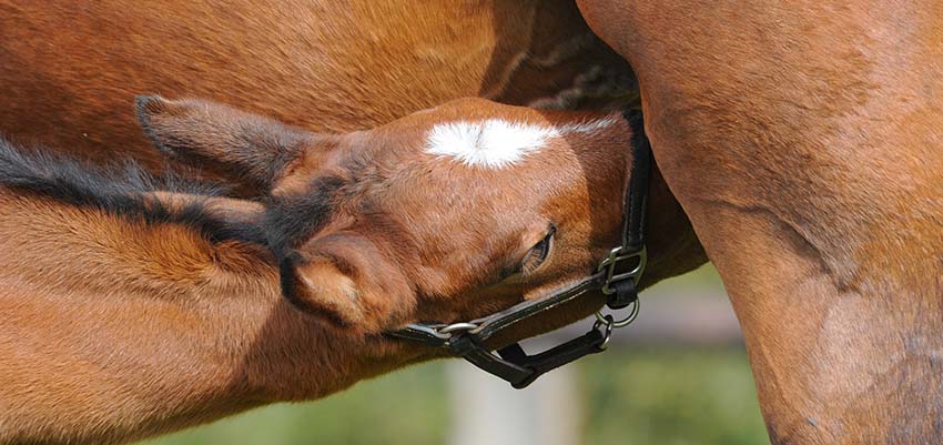 Supplémenter la poulinière avec...
