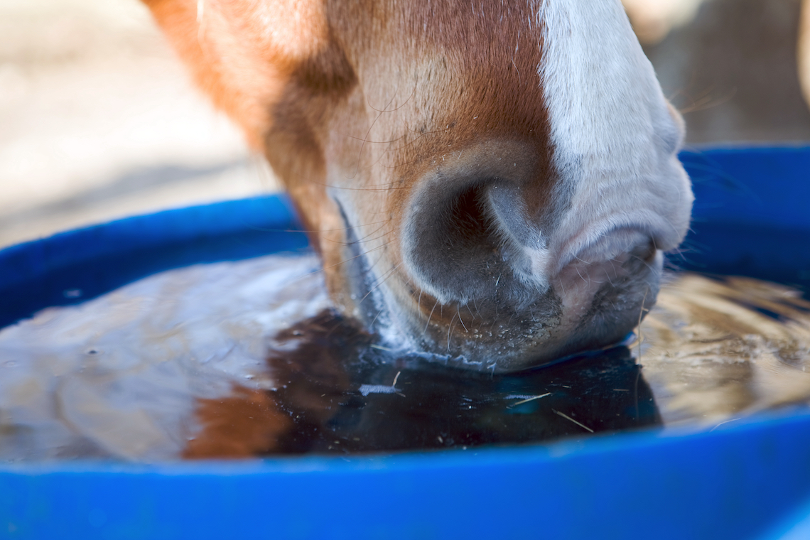 Combien De Litres D'eau Boit Un Cheval Par Jour Nutrition Équine - Aliments Cheval en Ligne / Équipement - Reverdy