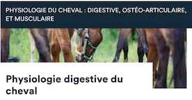 La physiologie digestive du cheval