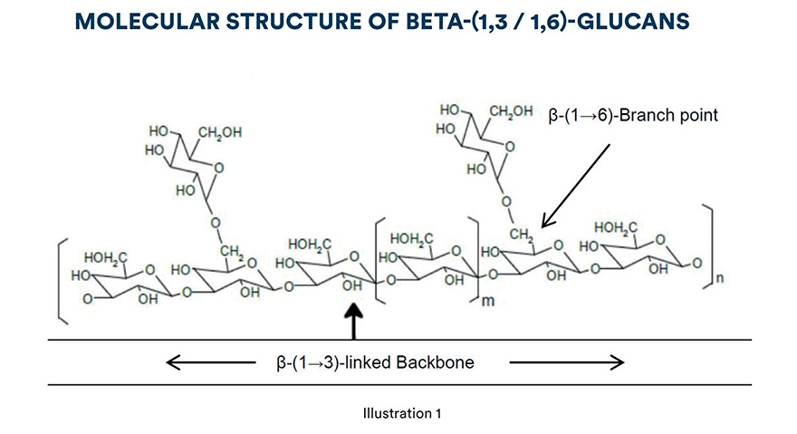 Immunity Beta glucans And Performance Reverdy