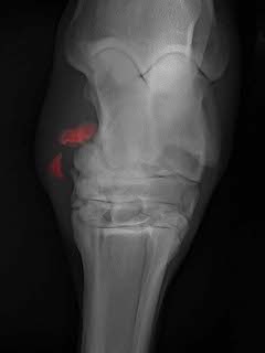 Radiographie du boulet avec présence d'arthrose-cheval